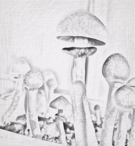 Magic Mushrooms